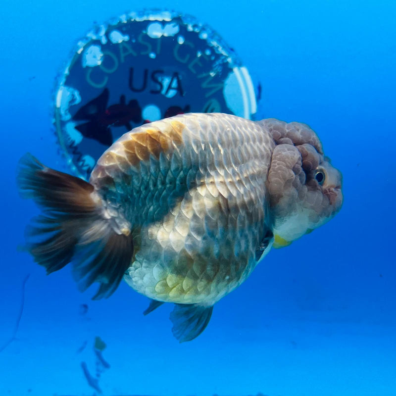 (KP-206) Lavender Ranchu 3'' Female R1B12