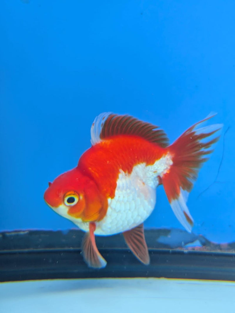 (KP-233) Red & White Thai Ryukin 2.5'' Male Show Quality R3B15