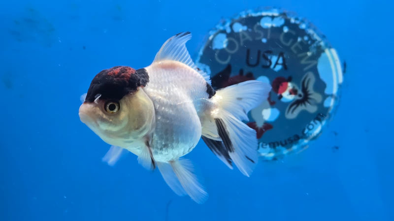 Thai Tri Color Orchid Tail Medium Breed Female 2.50 inch Body (NNN-3005)R3B18