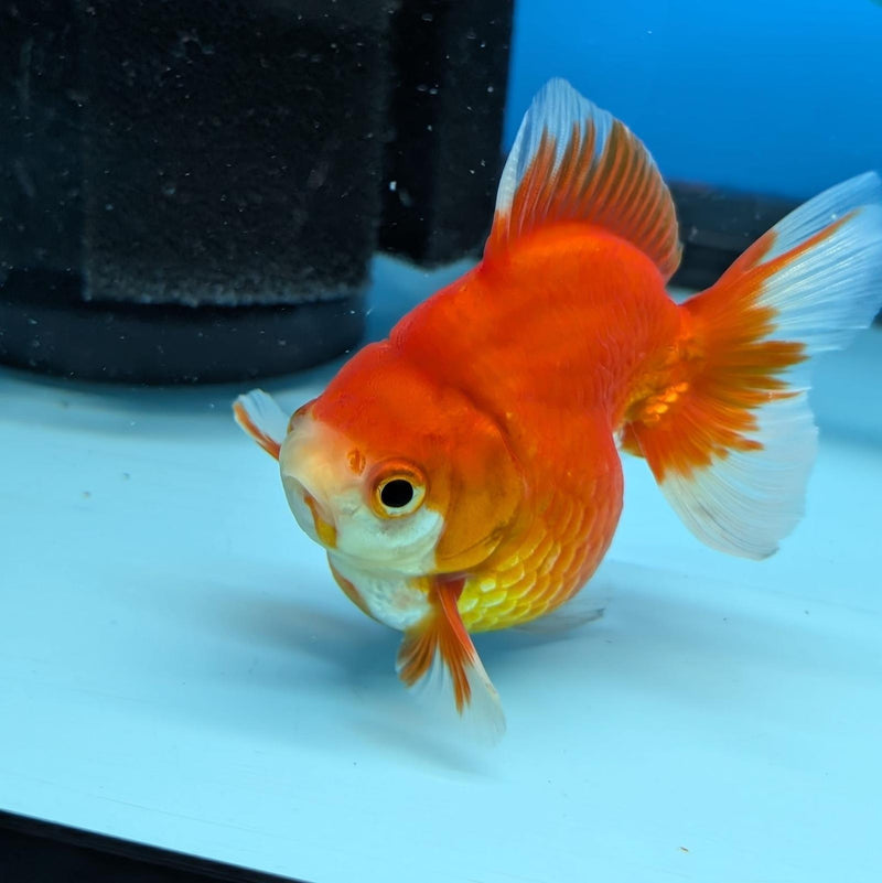 (KP-237) Red & White Thai Ryukin 2.5'' Female Show Quality R3B09