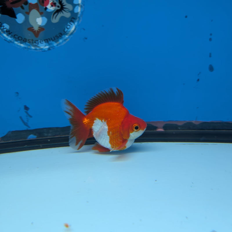 (KP-241) Red & White Thai Ryukin 2.5'' Male Show Quality R3B15