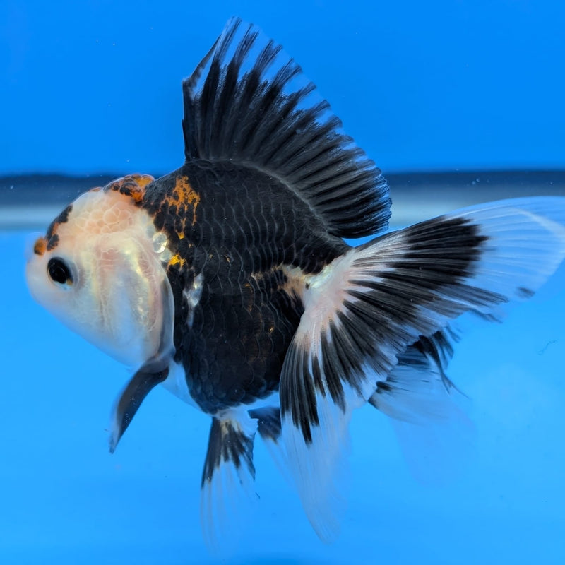 (DR-001) Thai Fancy Tricolor Oranda 2.5" Female R3B06