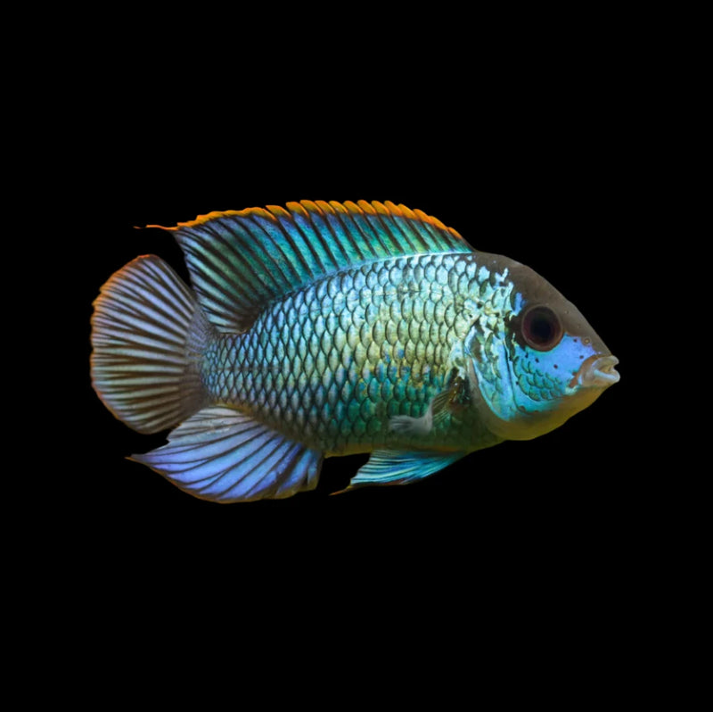 electric blue acara