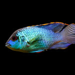 Live Tropical Freshwater Fish Electric Blue Acara 2.00 inch (CHD-147)