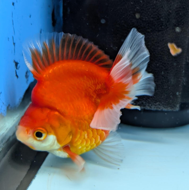 (KP-237) Red & White Thai Ryukin 2.5'' Female Show Quality R3B09