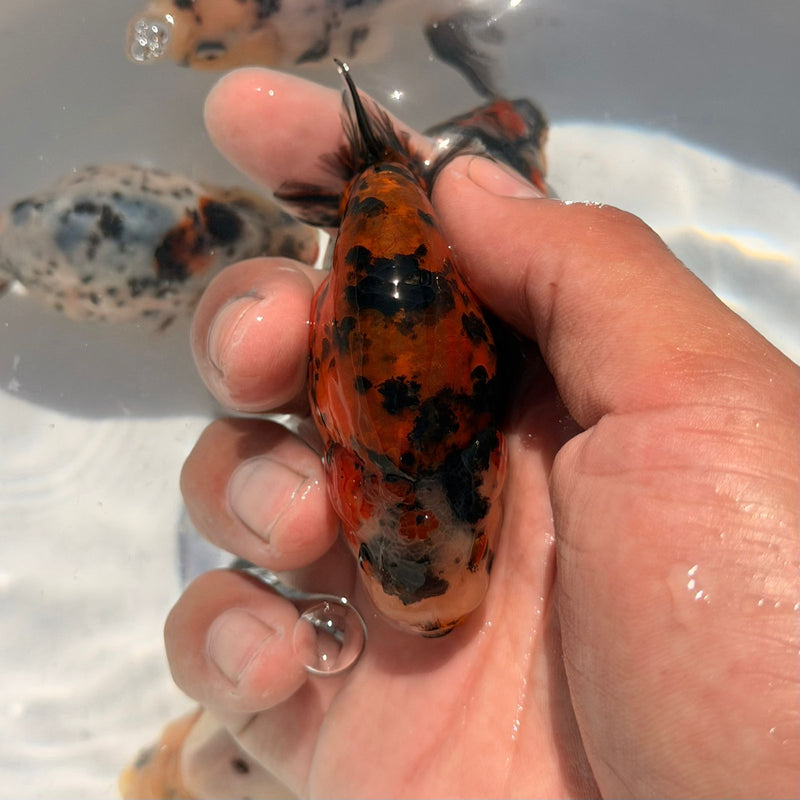 AA Calico Dragon Head Thai Ranchu 2.5'' OUR CHOICE (CGF-086)