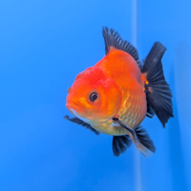 (DR-004) Thai Fancy Black and Red Oranda 2.5" Male R3B06