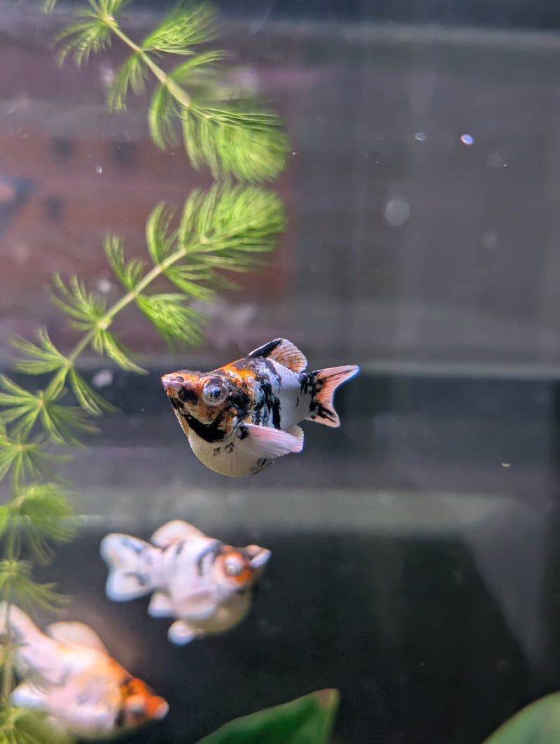 High Grade Red Head Balloon Molly (Poecilia sphenops)