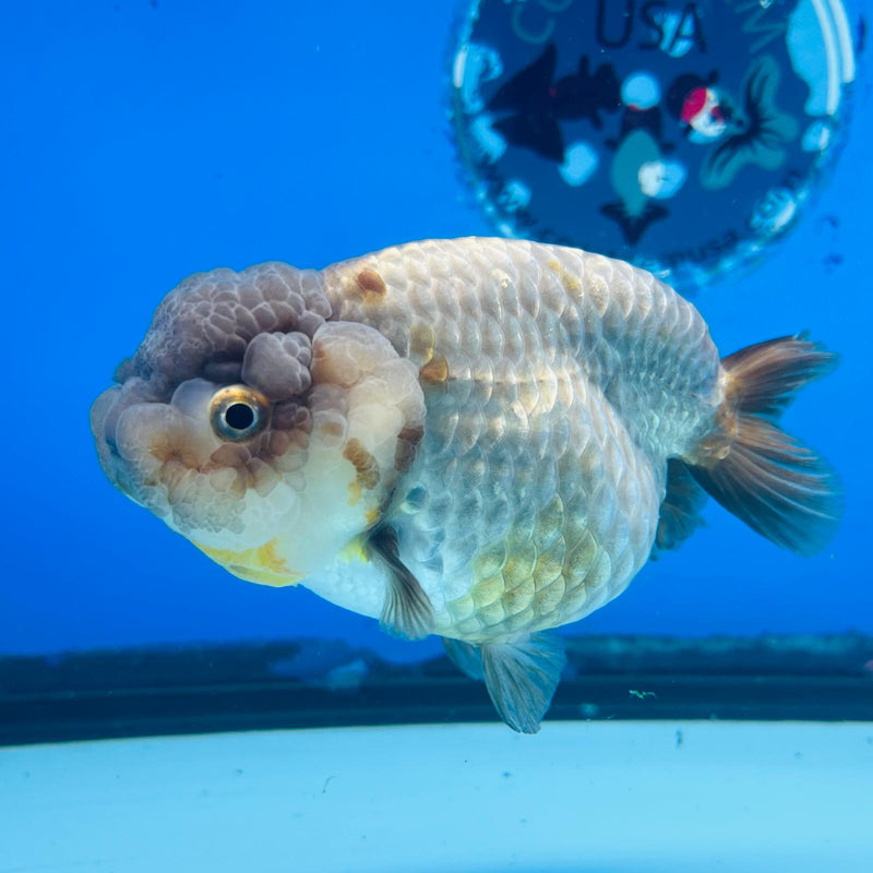 (KP-206) Lavender Ranchu 3'' Female R1B12