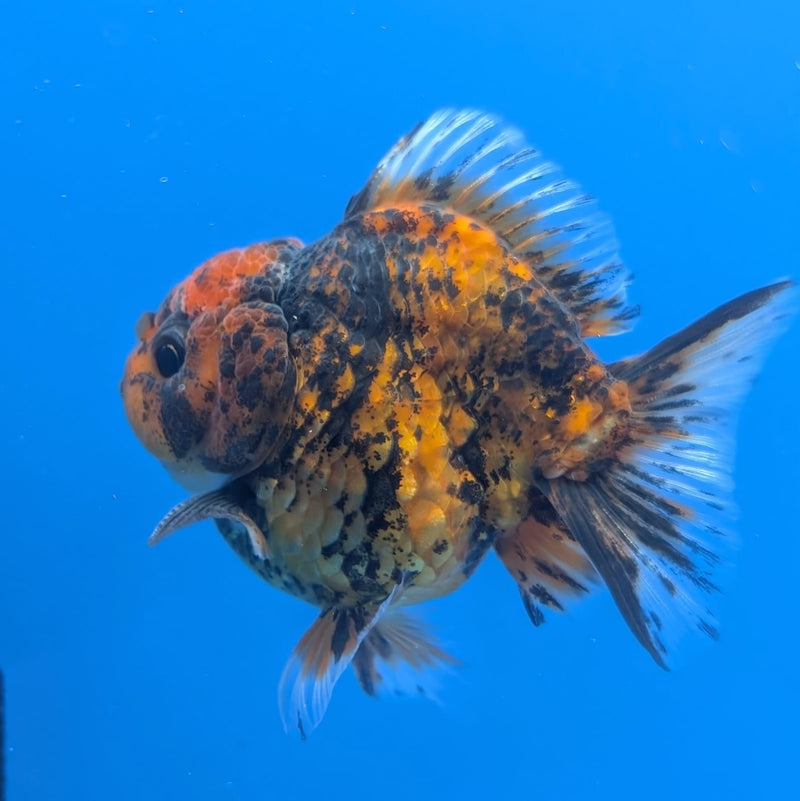 (DR-002) Thai Fancy Calico Oranda 3.0" Female R3B06