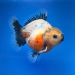 (KP-259) SHOGUN 2.5'' Calico Oranda (TUB15)