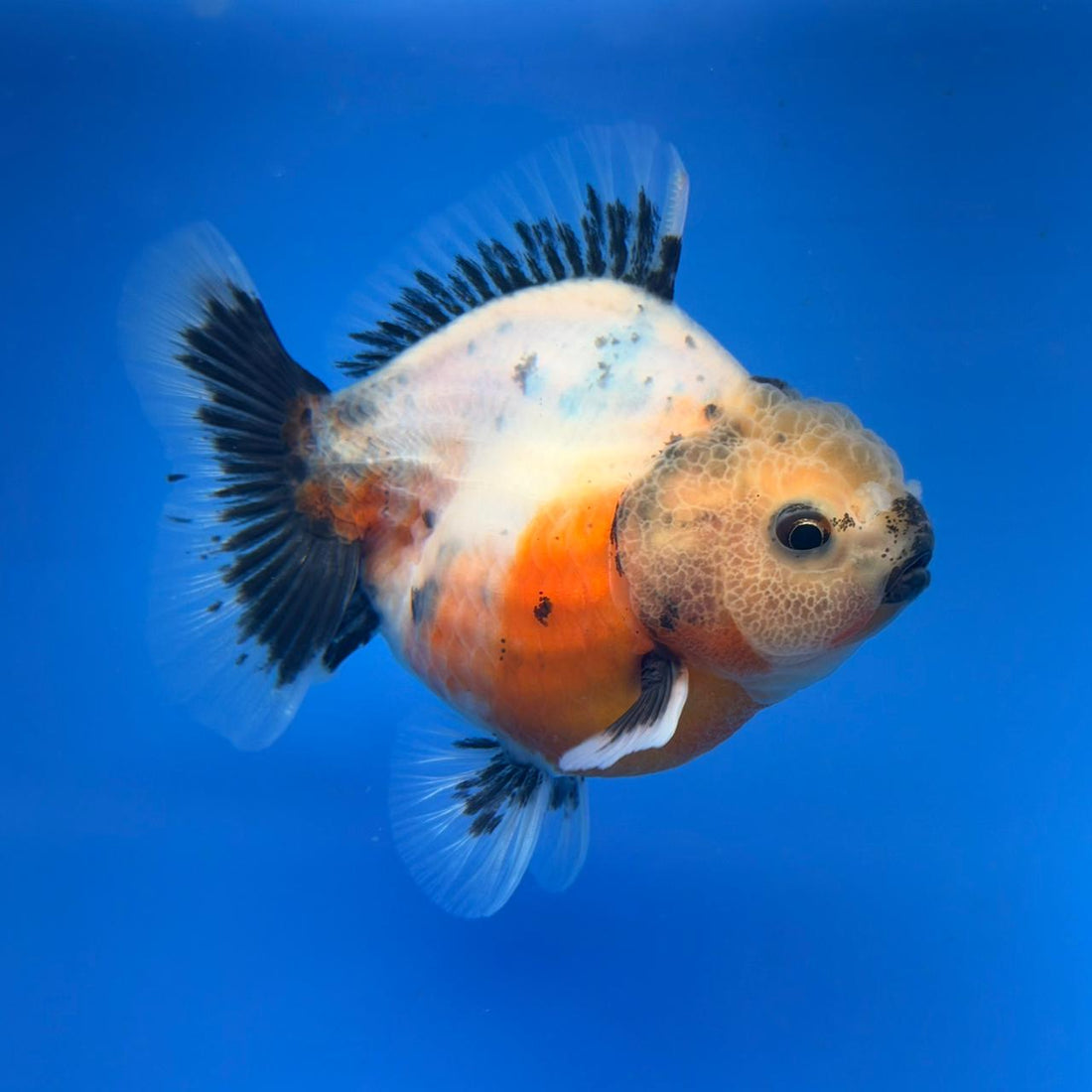 (KP-259) SHOGUN 2.5'' Calico Oranda (TUB15)