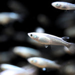 Platinum White Medaka Ricefish 0.75-1.00in