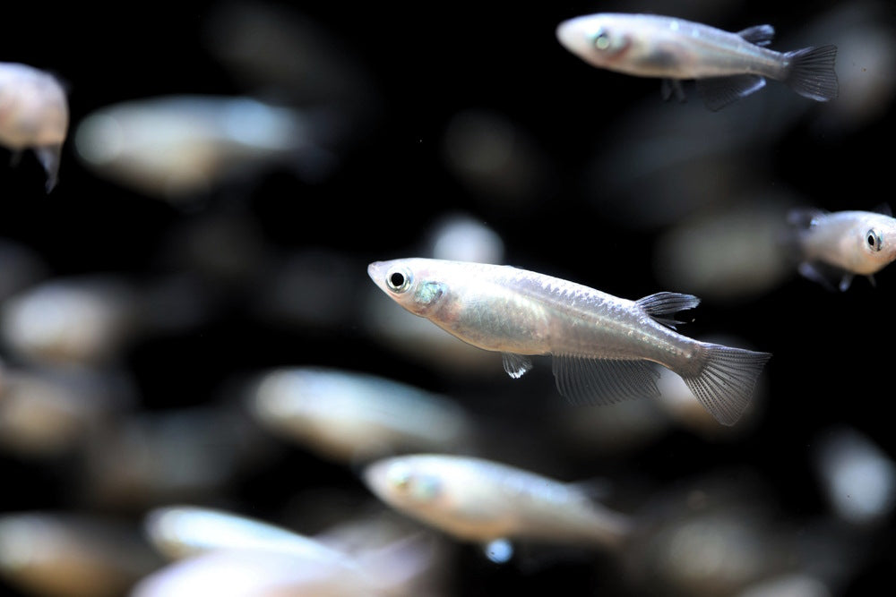 Platinum White Medaka Ricefish 0.75-1.00in