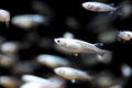 Platinum White Medaka Ricefish 0.75-1.00in