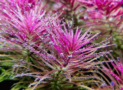 LIMNOPHILA AROMATICA (HIPPURIDOIDES) (RICE PADDY HERB (LIMNOPHILLA AROMATICA))