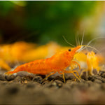 Live Freshwater Aquarium High Quality Orange Sakura Shrimp 10/$30, 20/$50 (Neocaridina sp.)(FS-022)