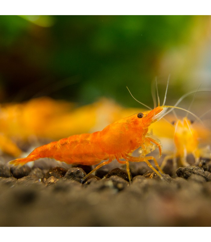 Live Freshwater Aquarium High Quality Orange Sakura Shrimp 10/$30, 20/$50 (Neocaridina sp.)(FS-022)