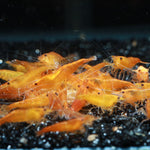 Live Freshwater Aquarium High Quality Orange Sakura Shrimp 10/$30, 20/$50 (Neocaridina sp.)(FS-022)