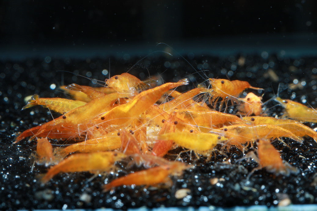 Live Freshwater Aquarium High Quality Orange Sakura Shrimp 10/$30, 20/$50 (Neocaridina sp.)(FS-022)