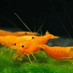 LIVE FRESHWATER AQUARIUM PREMIUM QUALITY SUNKIST SHRIMP NEOCARIDINA 10/$30, 20/$50 (FS-25)