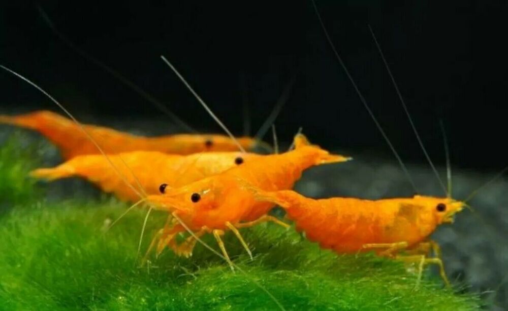 LIVE FRESHWATER AQUARIUM PREMIUM QUALITY SUNKIST SHRIMP NEOCARIDINA 10/$30, 20/$50 (FS-25)