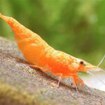 LIVE FRESHWATER AQUARIUM PREMIUM QUALITY SUNKIST SHRIMP NEOCARIDINA 10/$30, 20/$50 (FS-25)