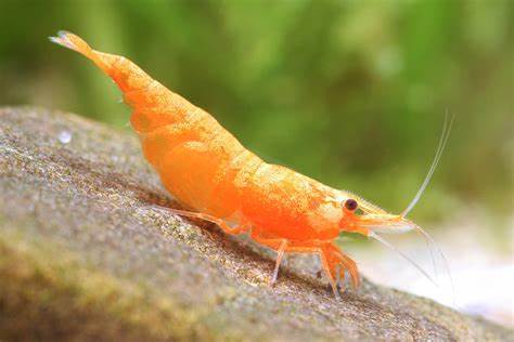 LIVE FRESHWATER AQUARIUM PREMIUM QUALITY SUNKIST SHRIMP NEOCARIDINA 10/$30, 20/$50 (FS-25)