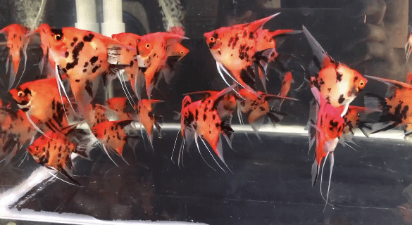 Live Freshwater Aquarium Red Devil Angelfish SMALL 1.50"