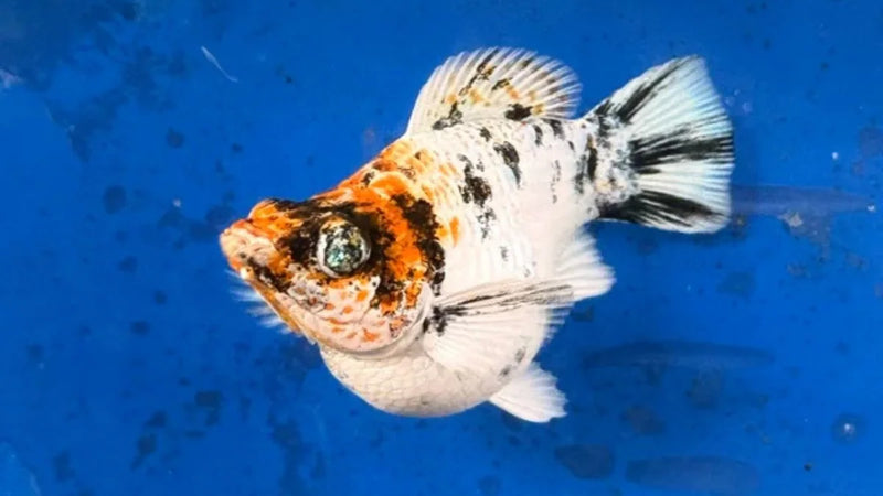 High Grade Red Head Balloon Molly (Poecilia sphenops)
