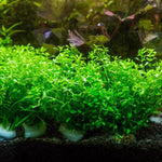 MICRANTHEMUM UMBROSUM (GIANT BABY TEARS)