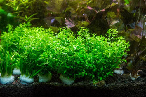 MICRANTHEMUM UMBROSUM (GIANT BABY TEARS)