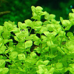 MICRANTHEMUM UMBROSUM (GIANT BABY TEARS)