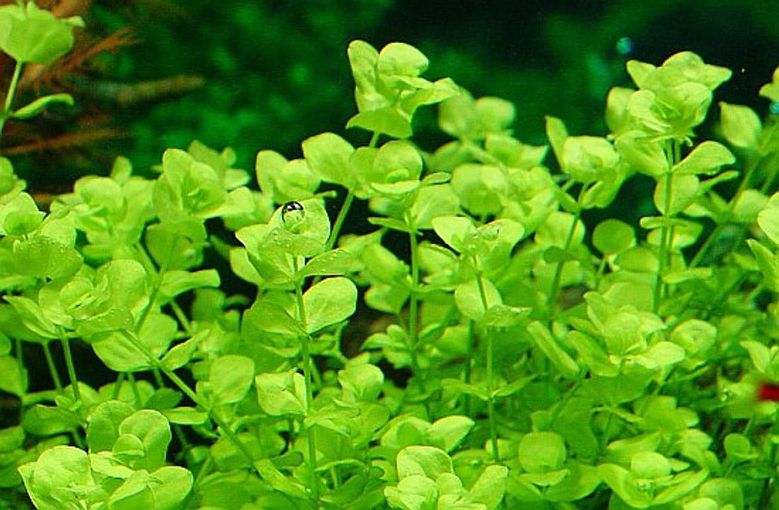 MICRANTHEMUM UMBROSUM (GIANT BABY TEARS)