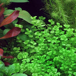 MICRANTHEMUM UMBROSUM (GIANT BABY TEARS)