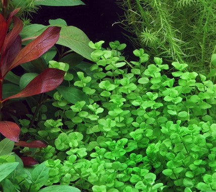 MICRANTHEMUM UMBROSUM (GIANT BABY TEARS)