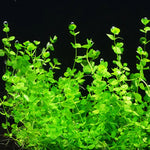 MICRANTHEMUM UMBROSUM (GIANT BABY TEARS)