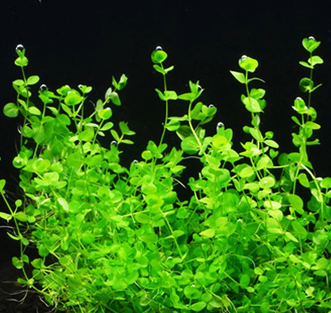 MICRANTHEMUM UMBROSUM (GIANT BABY TEARS)