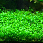 GLOSSOSTIGMA ELATINOIDES  (GLOSSO MUD MAT)