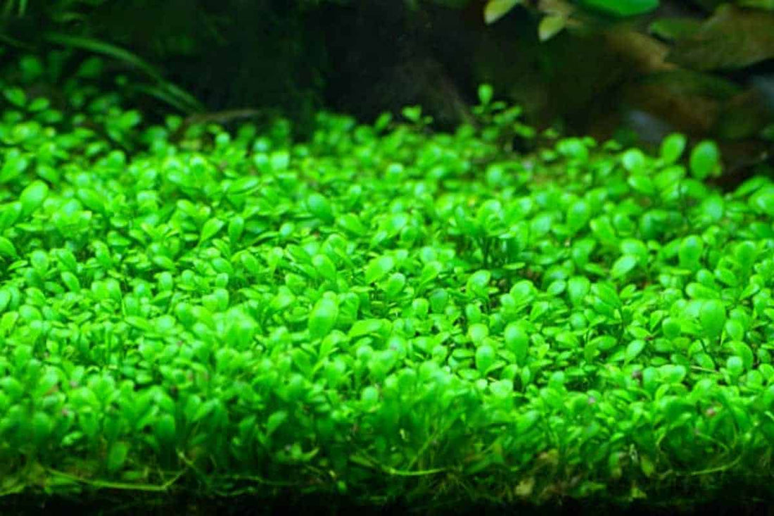 GLOSSOSTIGMA ELATINOIDES  (GLOSSO MUD MAT)