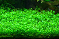 GLOSSOSTIGMA ELATINOIDES  (GLOSSO MUD MAT)