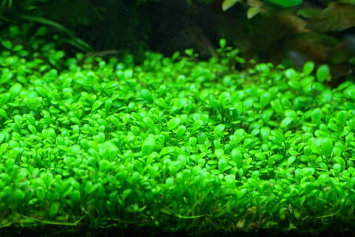 GLOSSOSTIGMA ELATINOIDES  (GLOSSO MUD MAT)