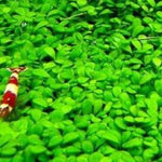 GLOSSOSTIGMA ELATINOIDES  (GLOSSO MUD MAT)
