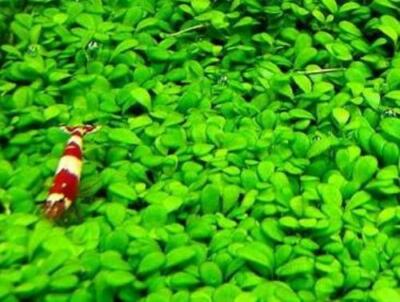 GLOSSOSTIGMA ELATINOIDES  (GLOSSO MUD MAT)