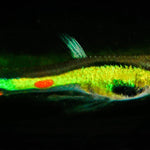 Thai Green Laser Endler Guppy MALE (5 Fish Pack)(CGP-000)