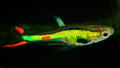 Thai Green Laser Endler Guppy MALE (5 Fish Pack)(CGP-000)