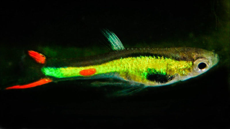 Thai Green Laser Endler Guppy MALE (5 Fish Pack)(CGP-000)