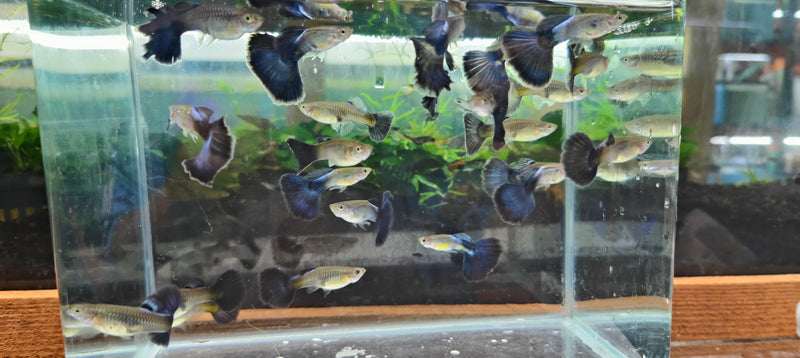 Blue Diamond Big Tail