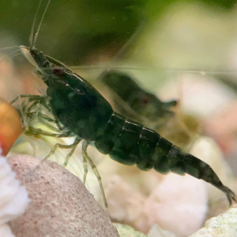 Live Freshwater Aquarium Green Jade Shrimp 10/$25, 20/$40 (FS-042)