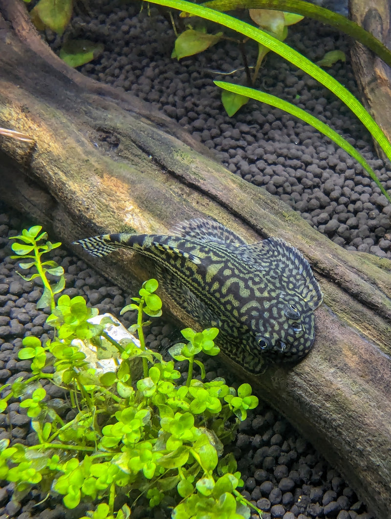Live Freshwater Bottom feeder Reticulated Hillstream Loach (Sewellia lineolata)